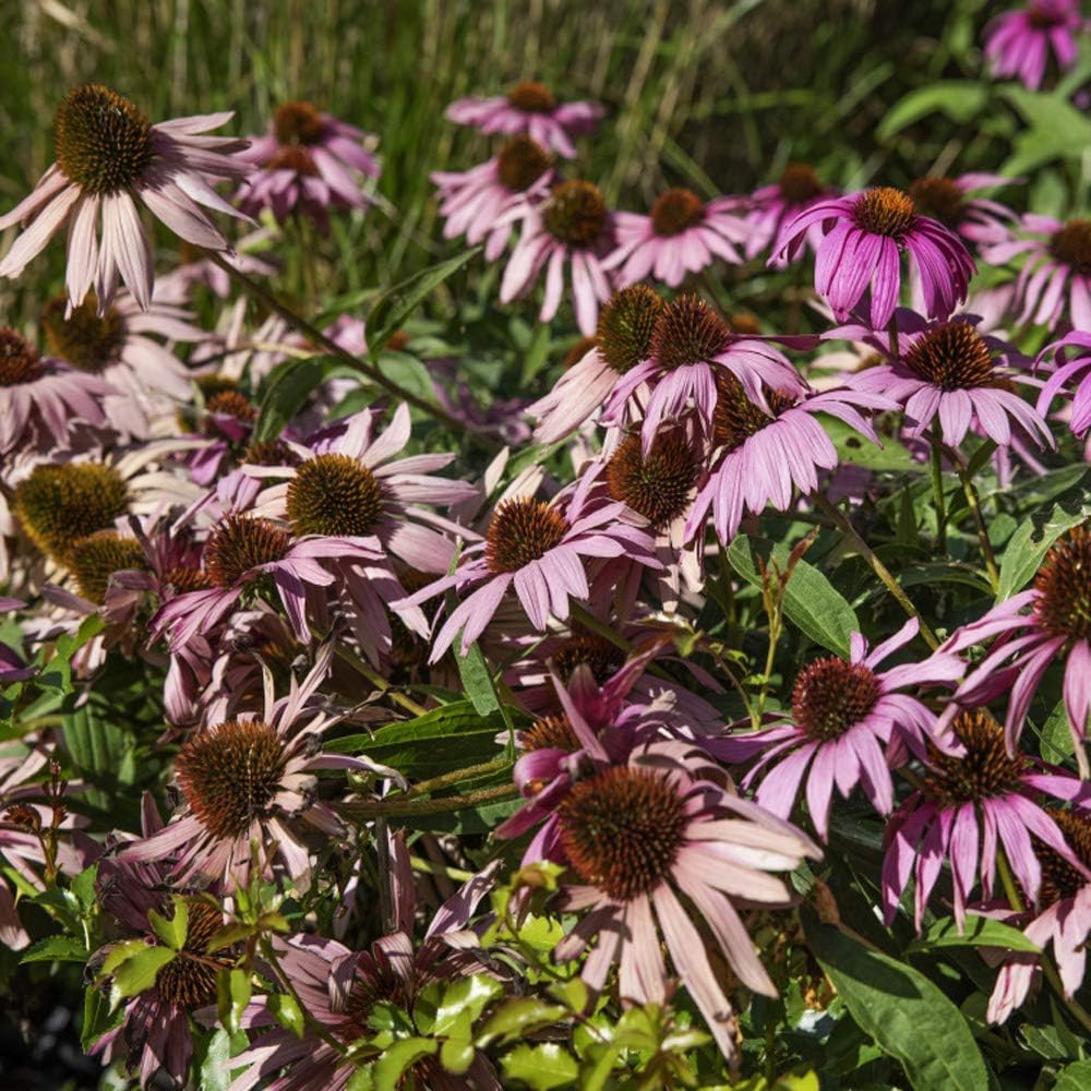 Coneflower Echinacea flower seeds