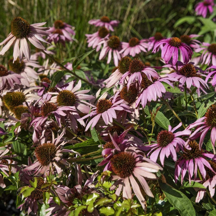 Coneflower Echinacea flower seeds
