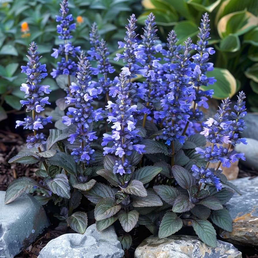 Blue Bugle flower seeds