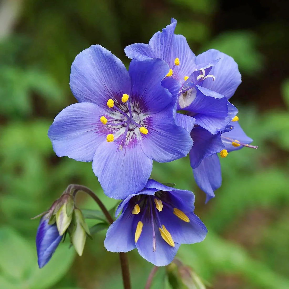 Jacob'S Ladder flower seeds