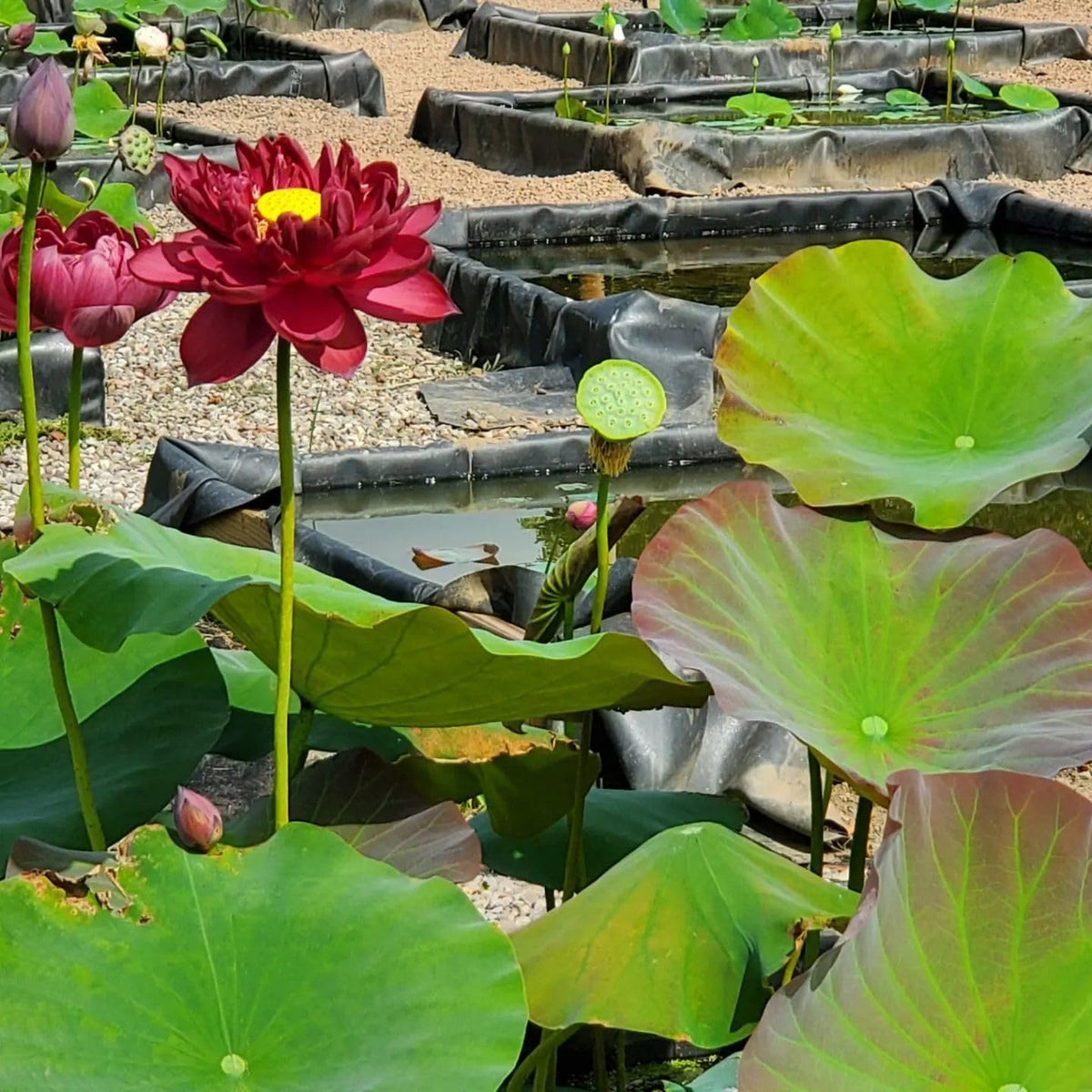 Red Sacred Lotus plant
