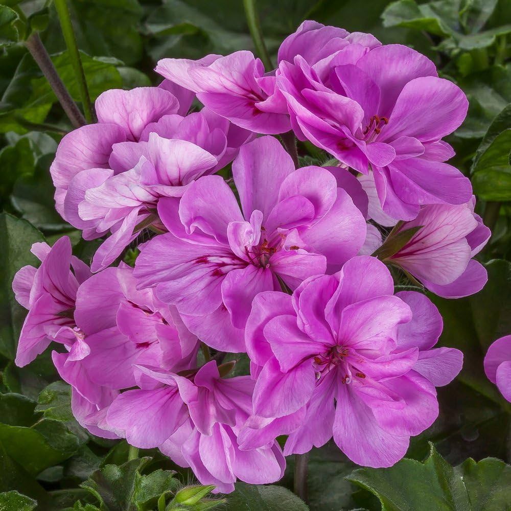 Lavender Geranium flower seeds