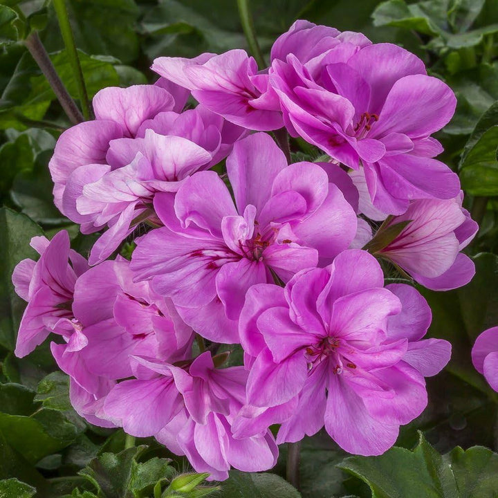 Lavender Geranium flower seeds