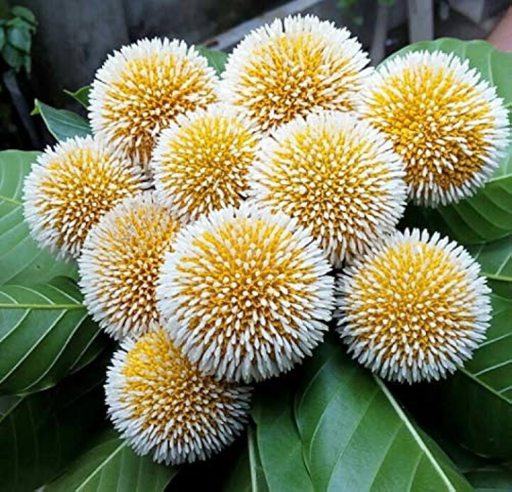 Green Anthocephalus flower seeds
