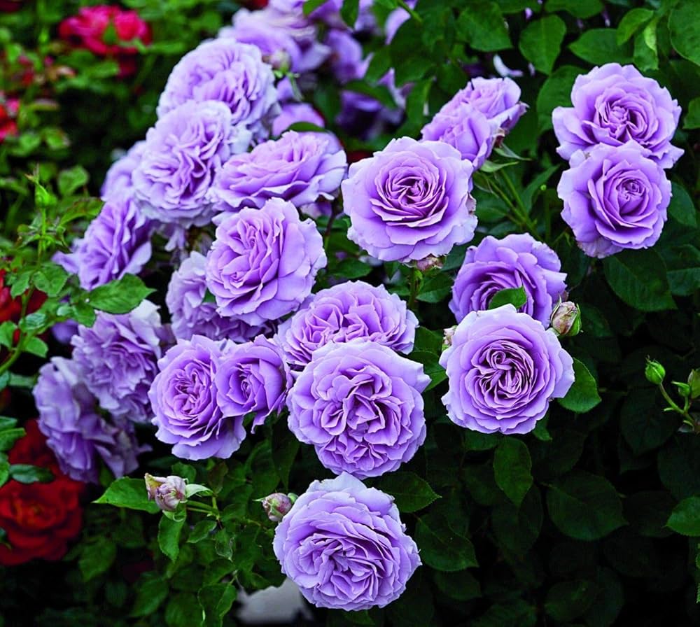 Light Purple flower seeds