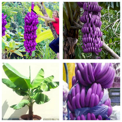 Dark Violet Banana Fruit Seeds for Planting – Heirloom Non-GMO Garden Seeds