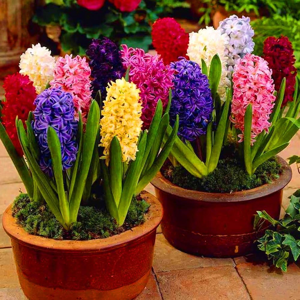 Hyacinth flower seeds