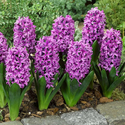 Violet Hyacinth Flower Seeds for Planting – Heirloom Non-GMO Garden Seeds