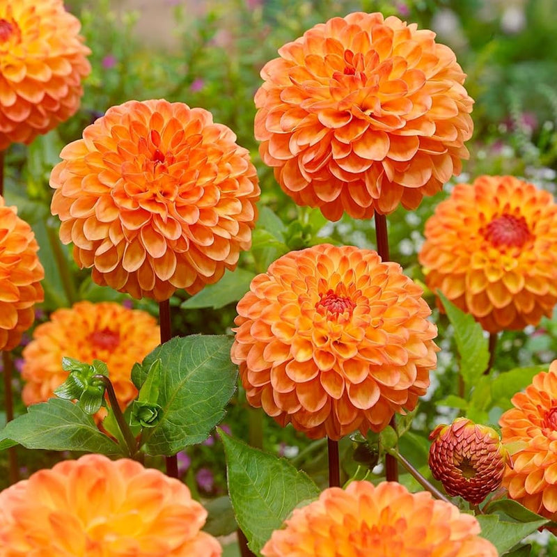 Orange Dahlia Flower Seeds for Planting – Heirloom Non-GMO Garden Seeds