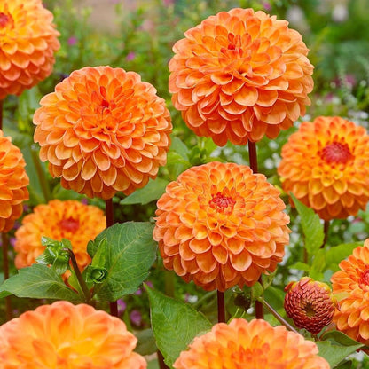 Orange Dahlia Flower Seeds for Planting – Heirloom Non-GMO Garden Seeds