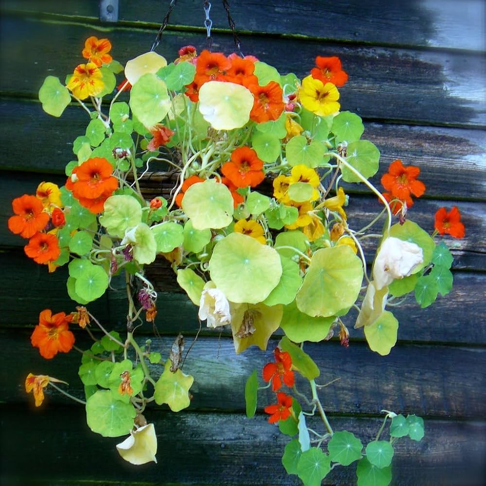 Nasturtium Tropaeolum flower seeds