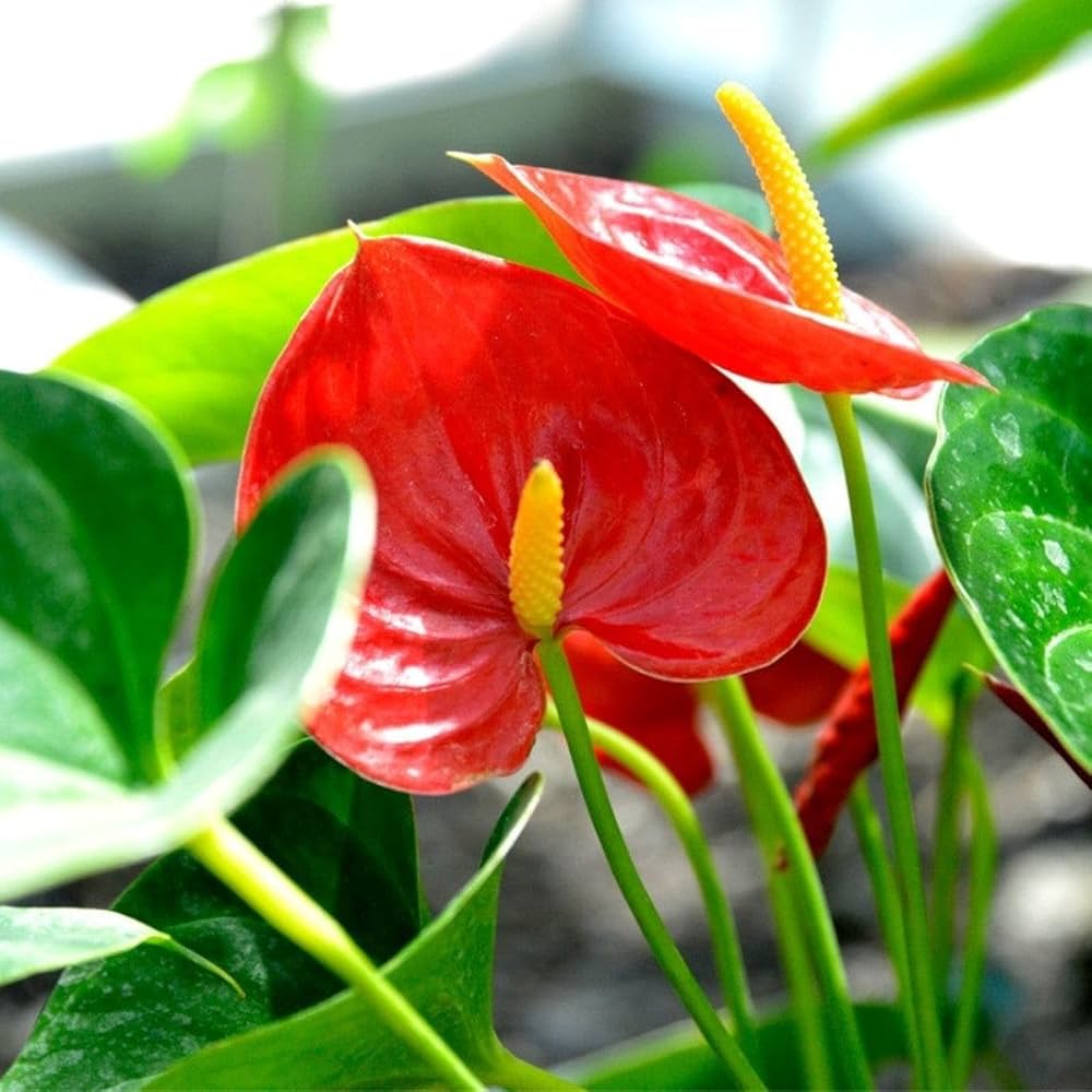 Anthurium flower seeds