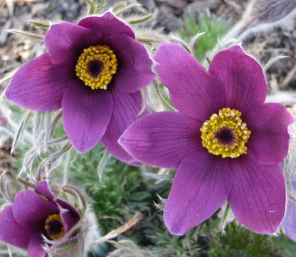Pasque flower seeds