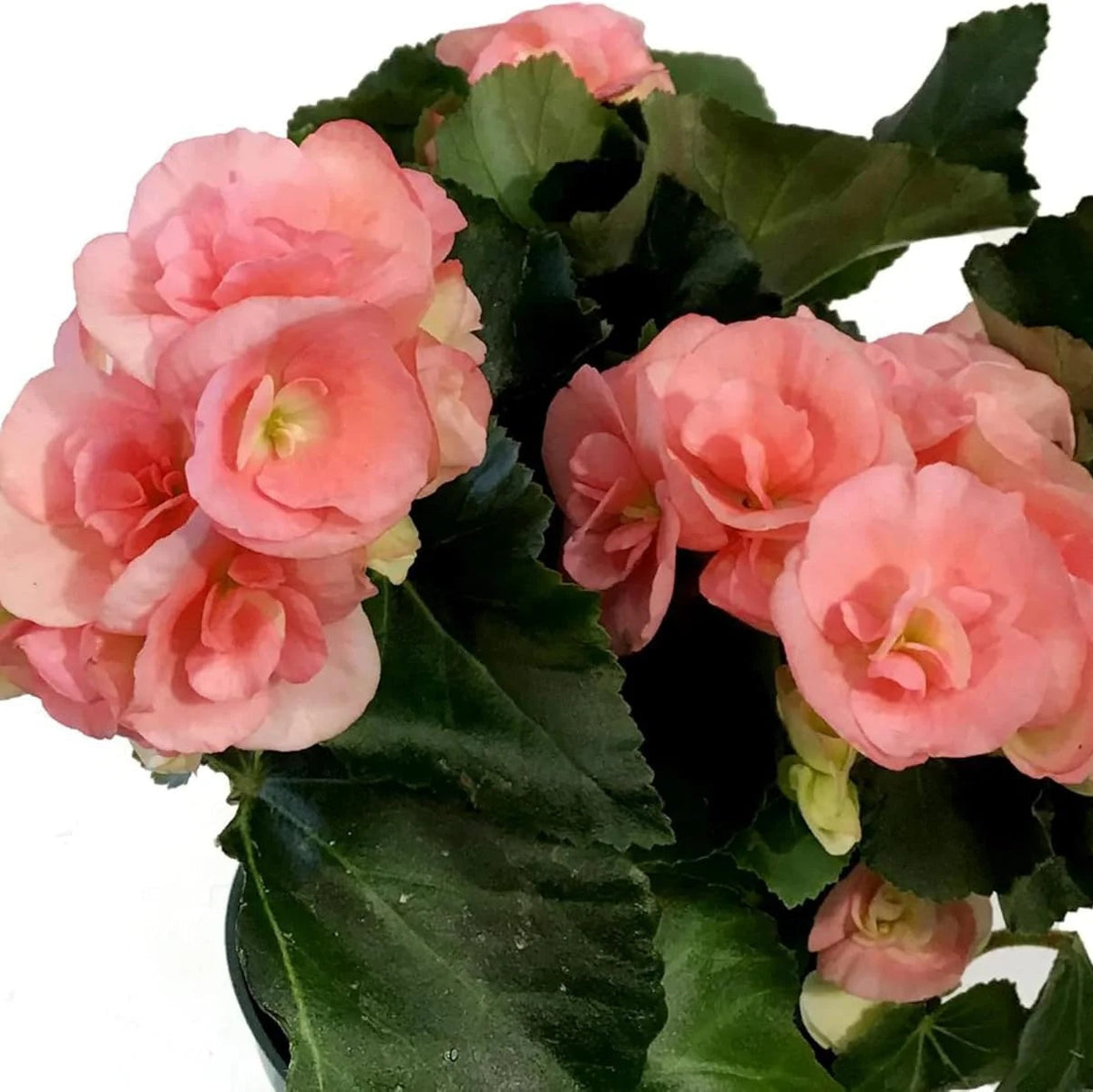 Pink Rieger Begonia plant