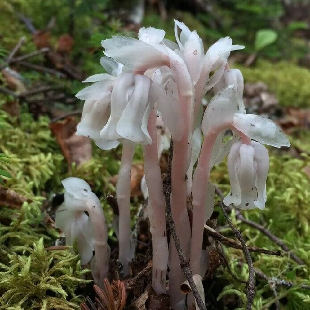 White Monotropa flower seeds