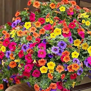 Hanging Petunia flower seeds