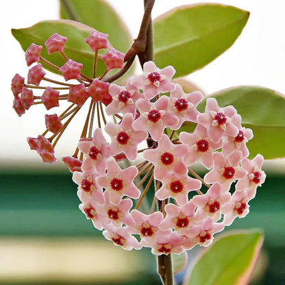 Hoya Kerrii flower seeds
