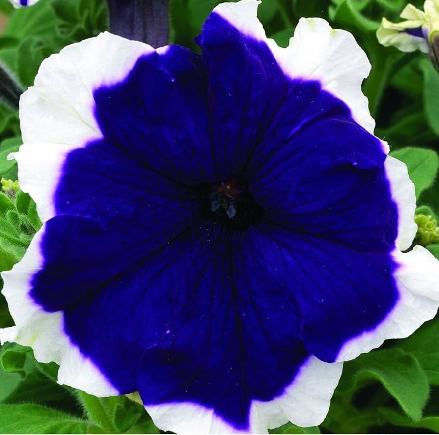 Petunia flower seeds