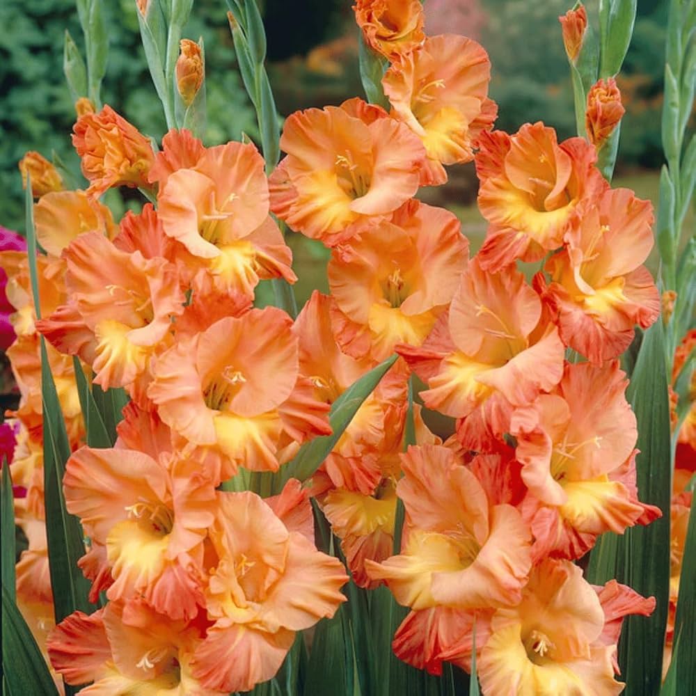 Orange Yellow flower seeds
