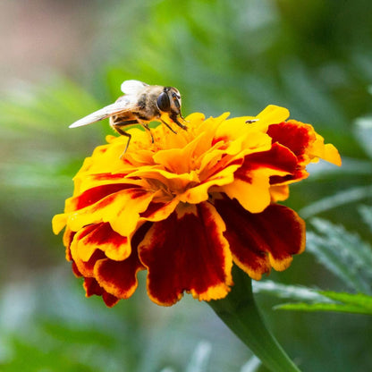 Durango Bee Marigold plant