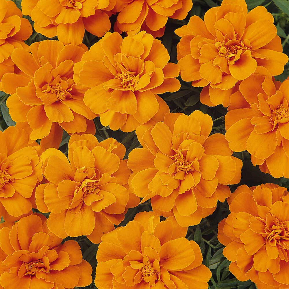 Durango Tangerine Marigold plant