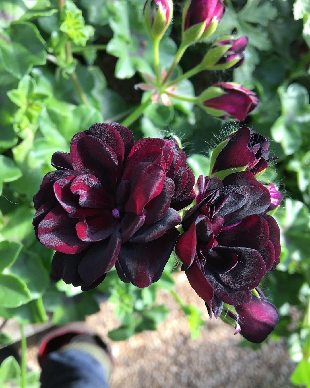 Dark Khaki flower seeds