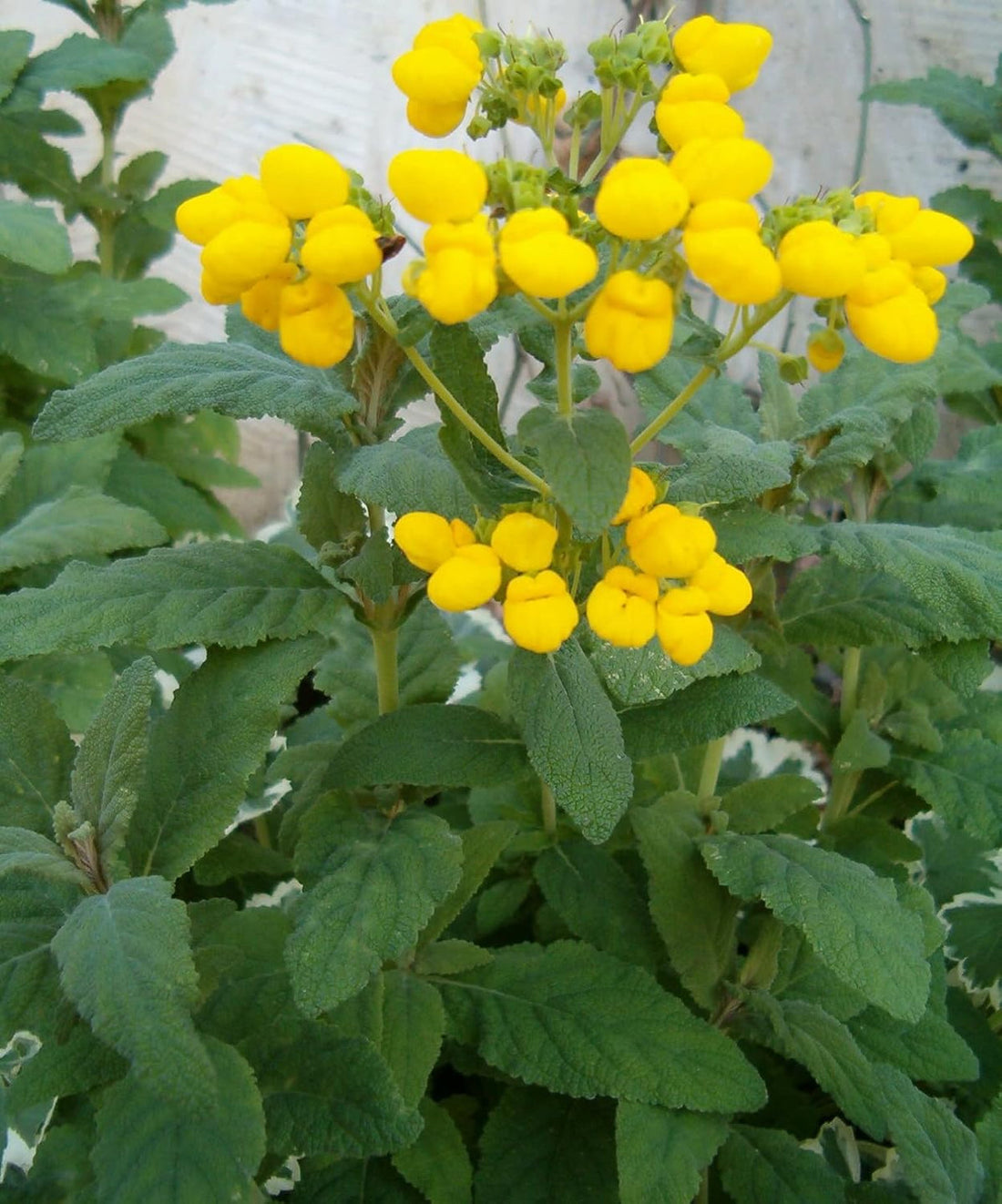 Calceolaria flower seeds