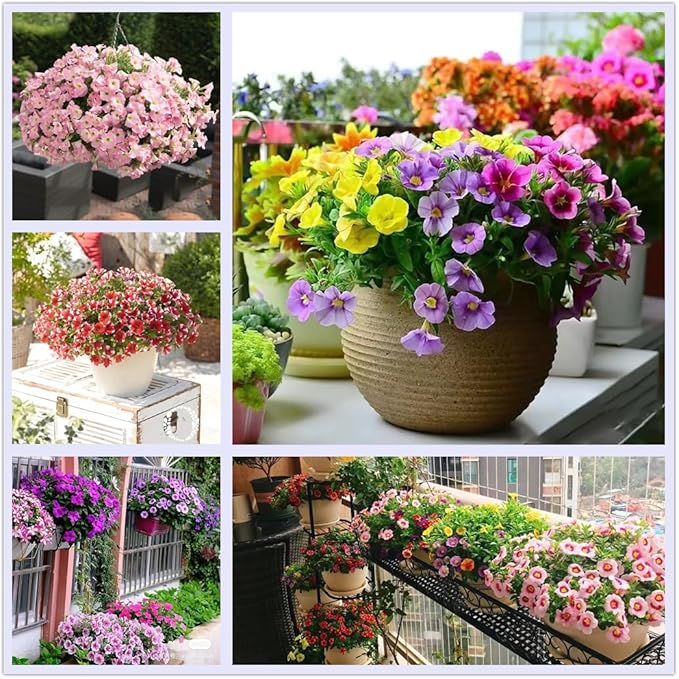 Petunia flower seeds