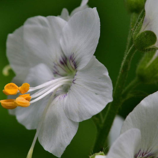White Jacob flower seeds