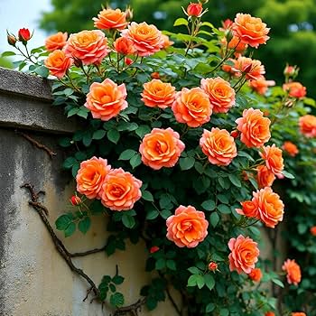 Orange Climbing flower seeds