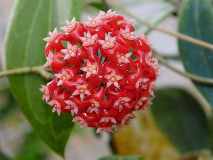 Hoya flower seeds