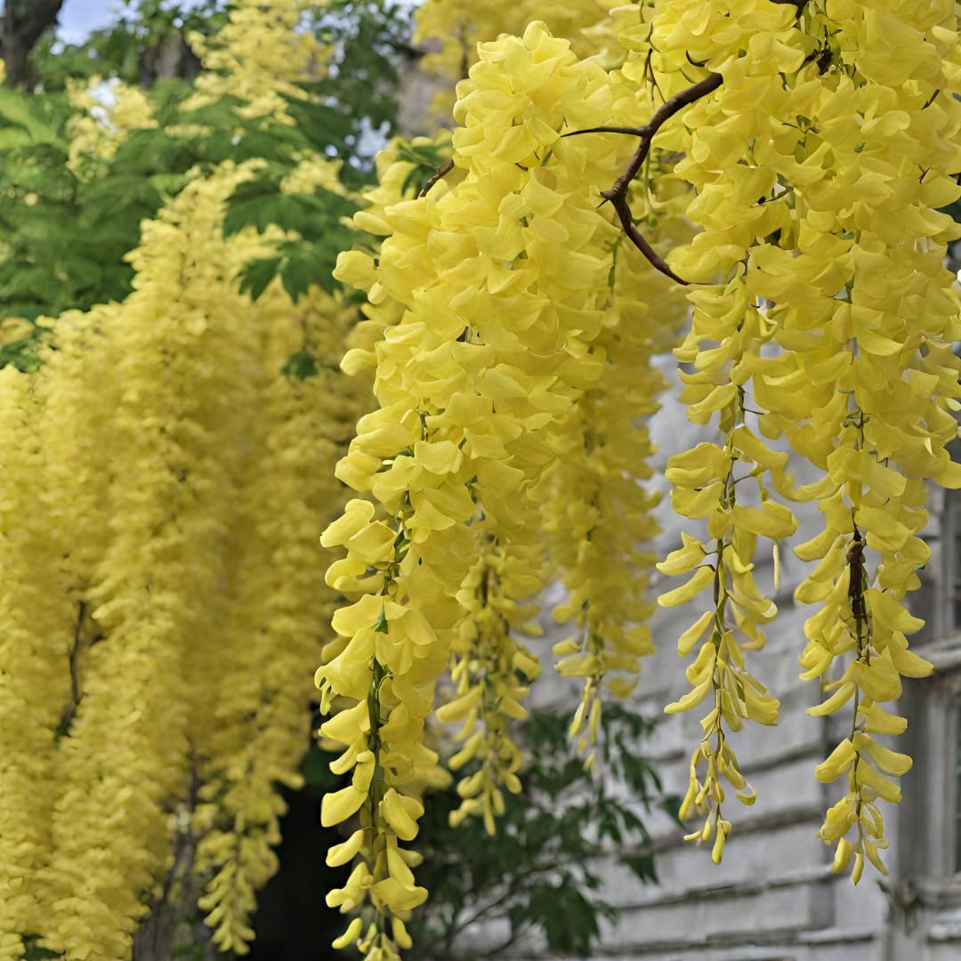 Light Yellow flower seeds