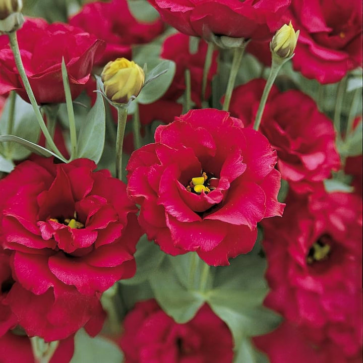 Deep Red flower seeds
