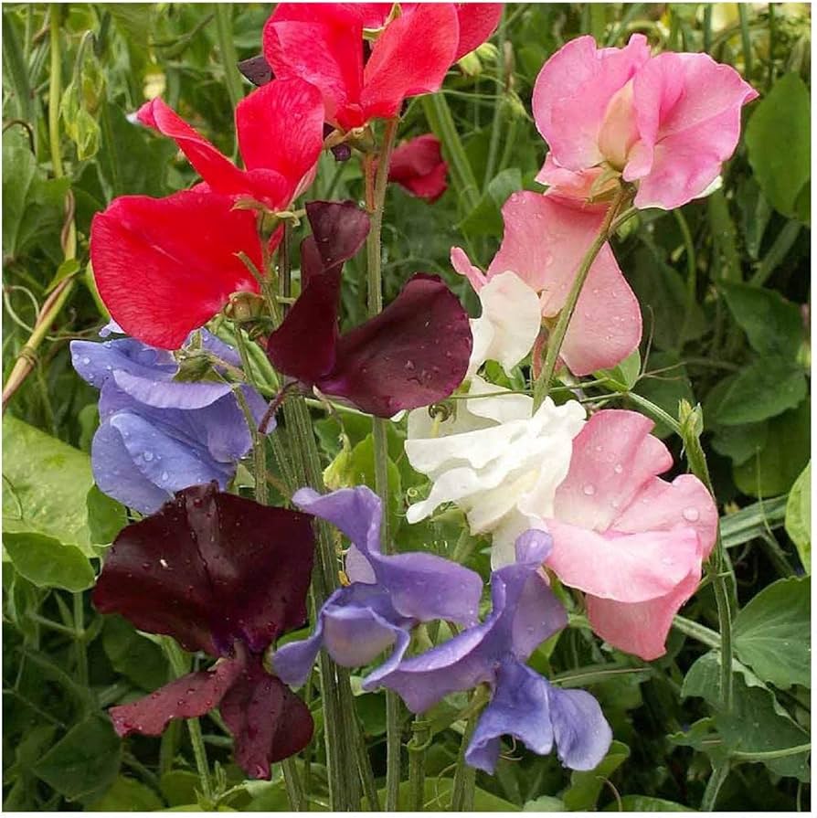 Early Multiflora flower seeds