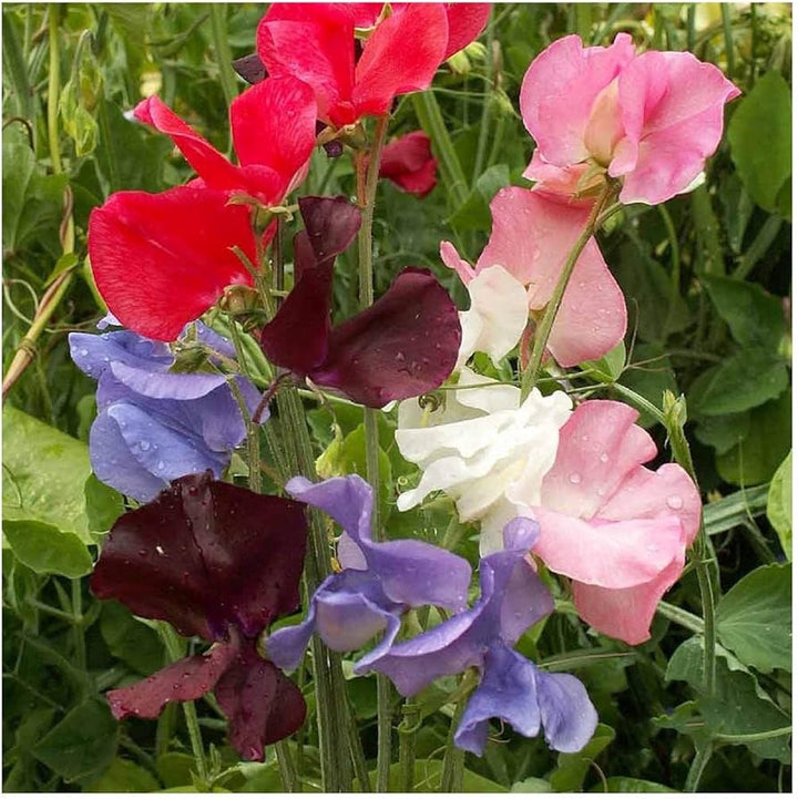Early Multiflora flower seeds