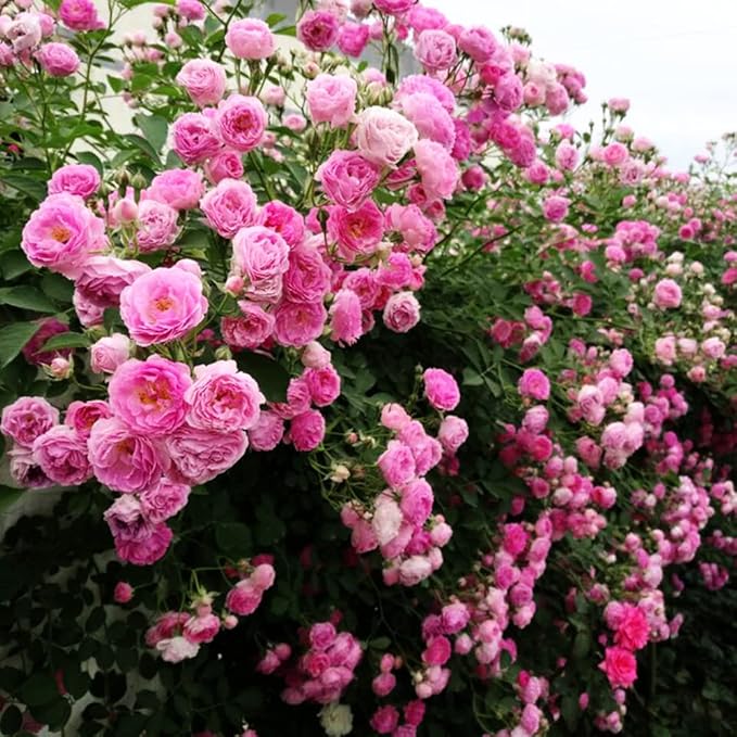 Climbing Rose flower seeds