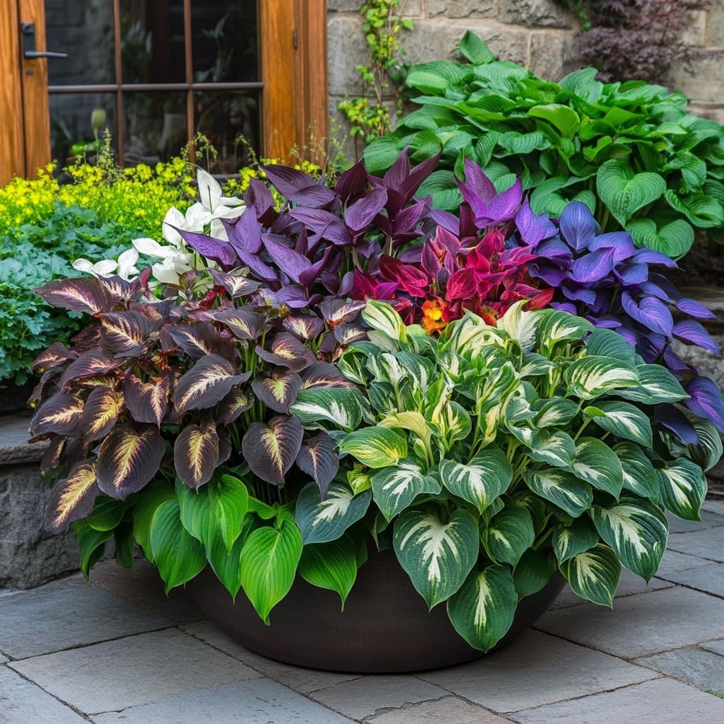 Hosta Jardin flower seeds