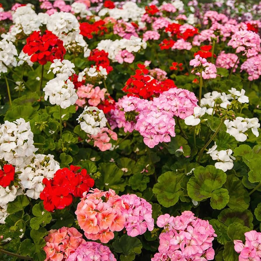 Geranium Pelargonium flower seeds