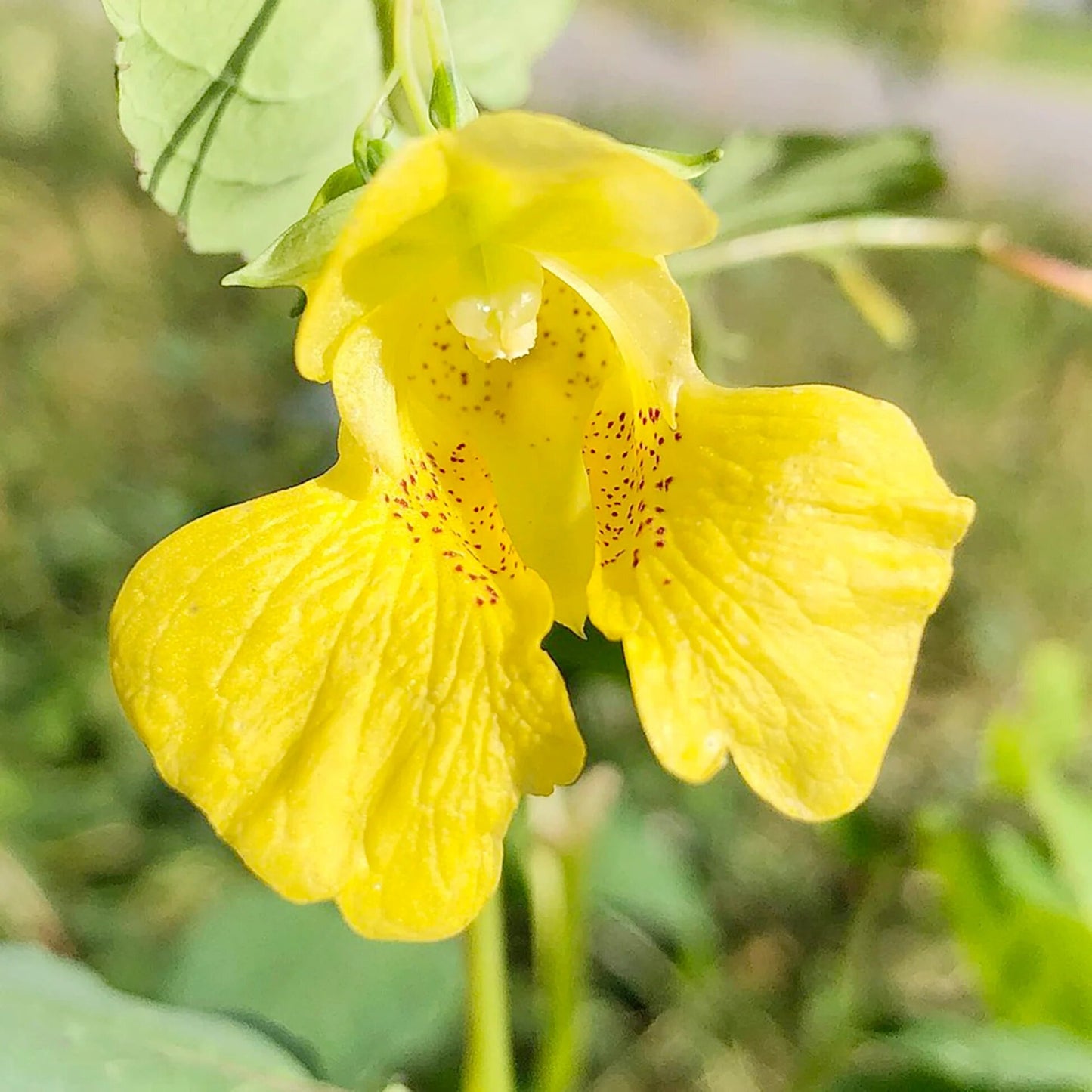 Yellow Impatiens Flower Seeds for Planting – Heirloom Non-GMO Garden Seeds