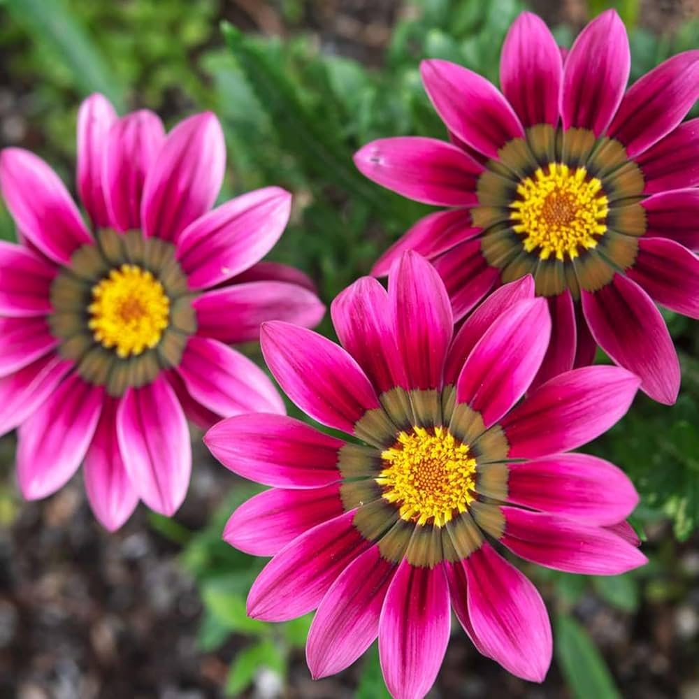 Gazania Pink flower seeds