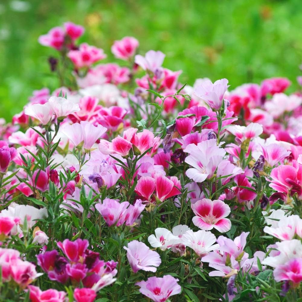 Godetia flower seeds