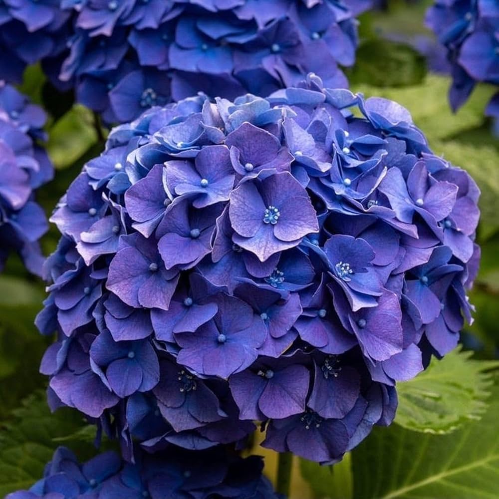Dark Blue flower seeds