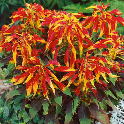 Perfecta Rainbow Amaranthus plant