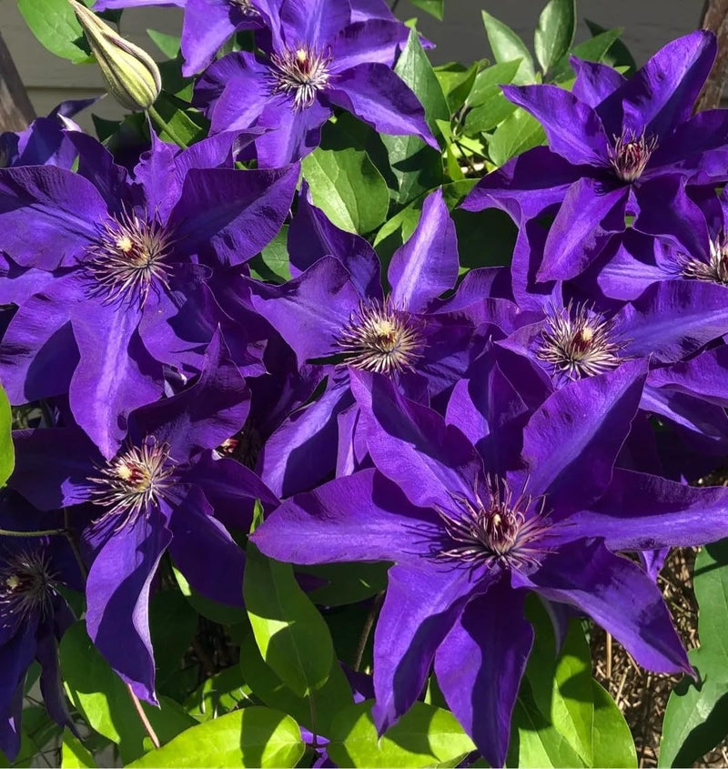 Violet Climbing Clematis Flower Seeds for Planting – Heirloom Perennial Vine Seeds