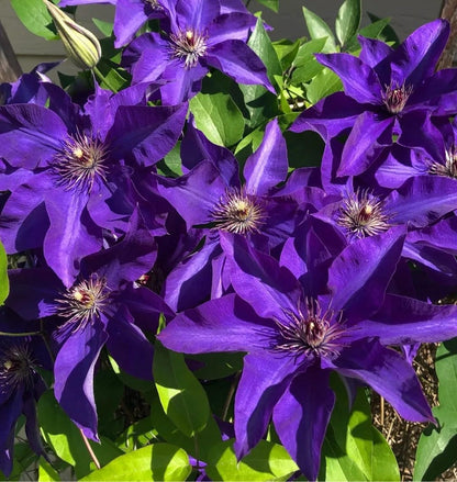 Violet Climbing Clematis Flower Seeds for Planting – Heirloom Perennial Vine Seeds