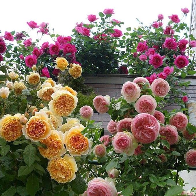 Climbing Rose flower seeds