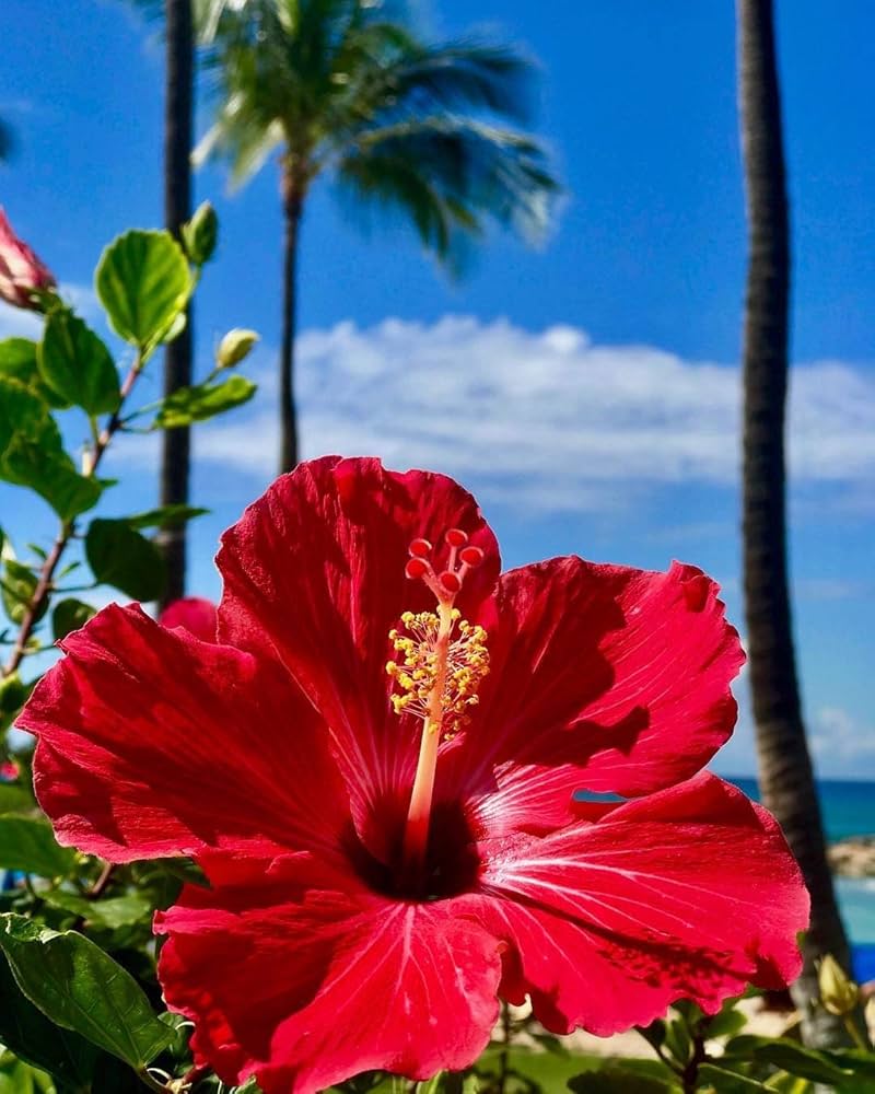 Fiji Hibiscus flower seeds