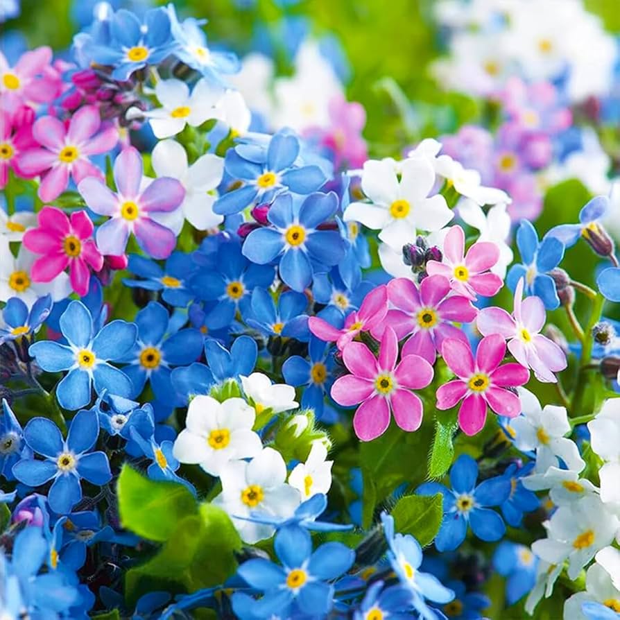 Nezabudka flower seeds