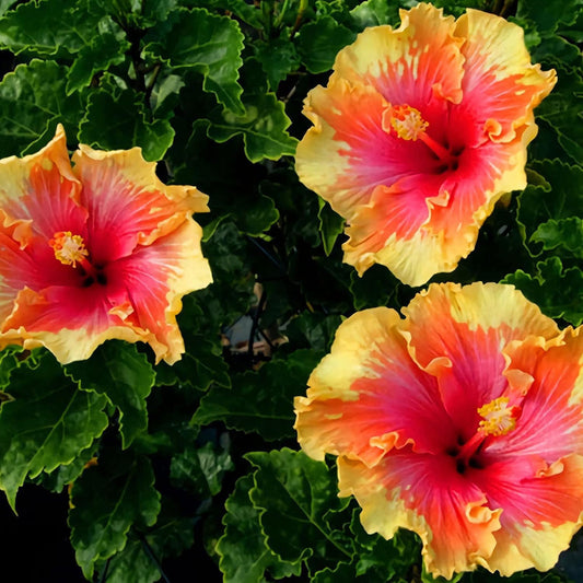 Yellow Red flower seeds