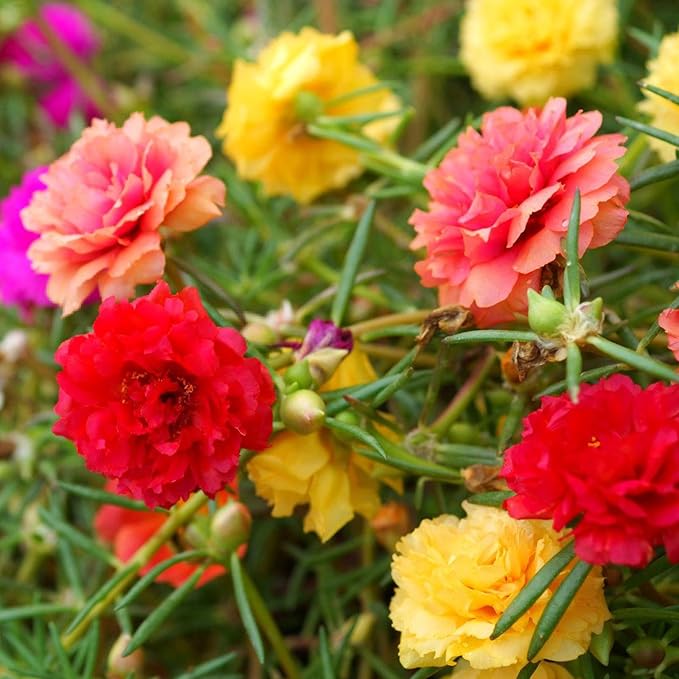 Portulaca flower seeds